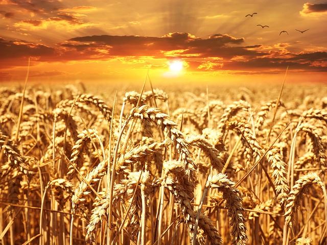 wheat-field-640CF